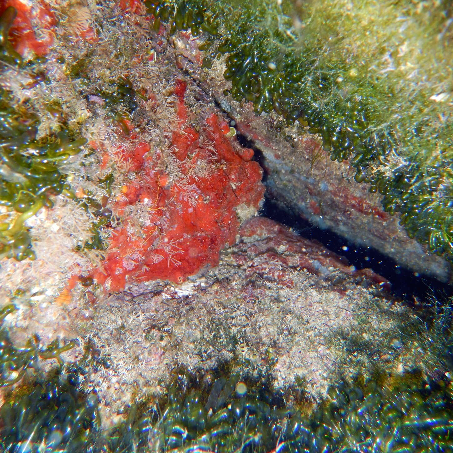 Image of Valonia utricularis