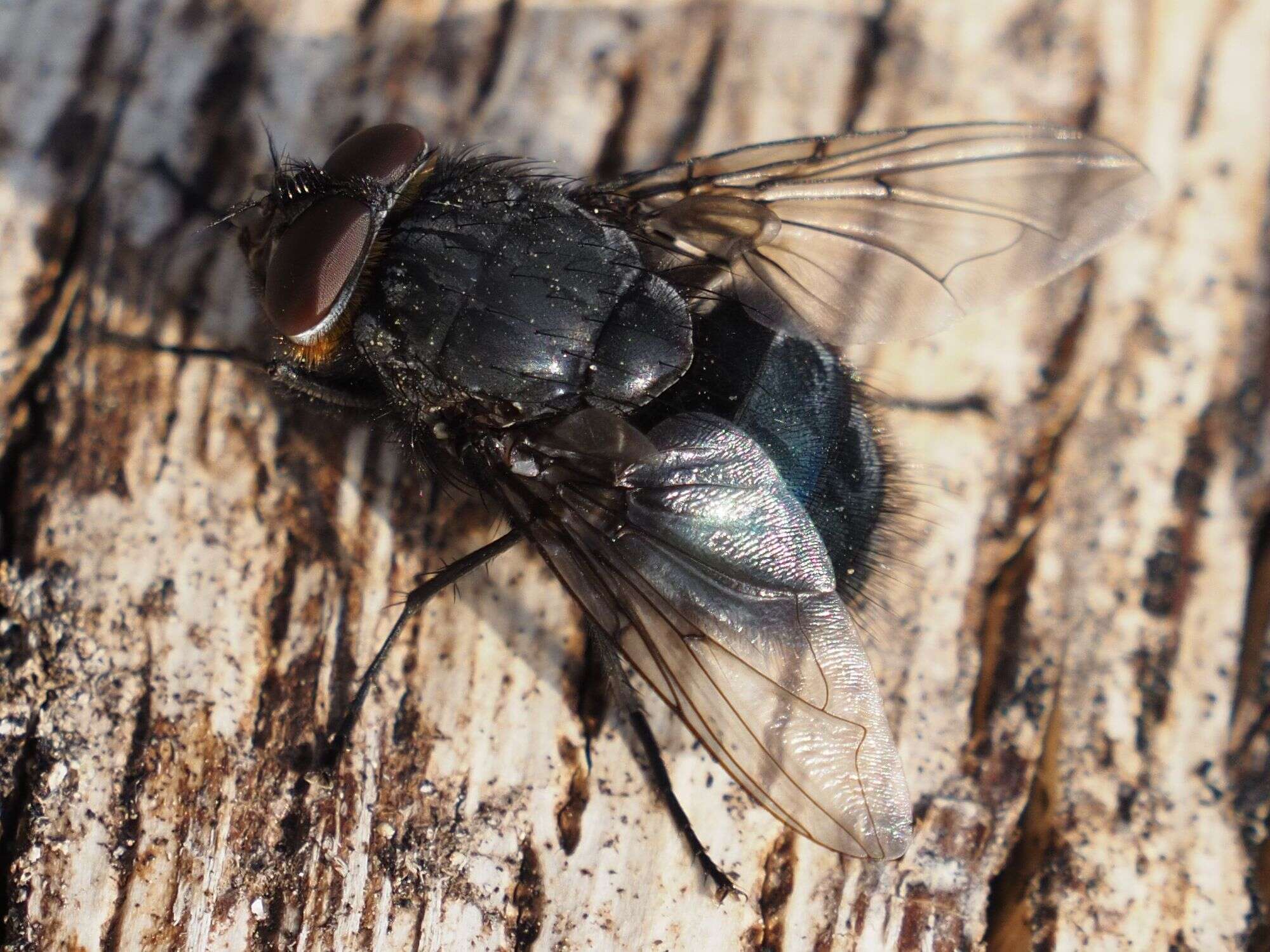 Image of Blue bottle fly