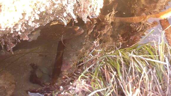 Image of California moray