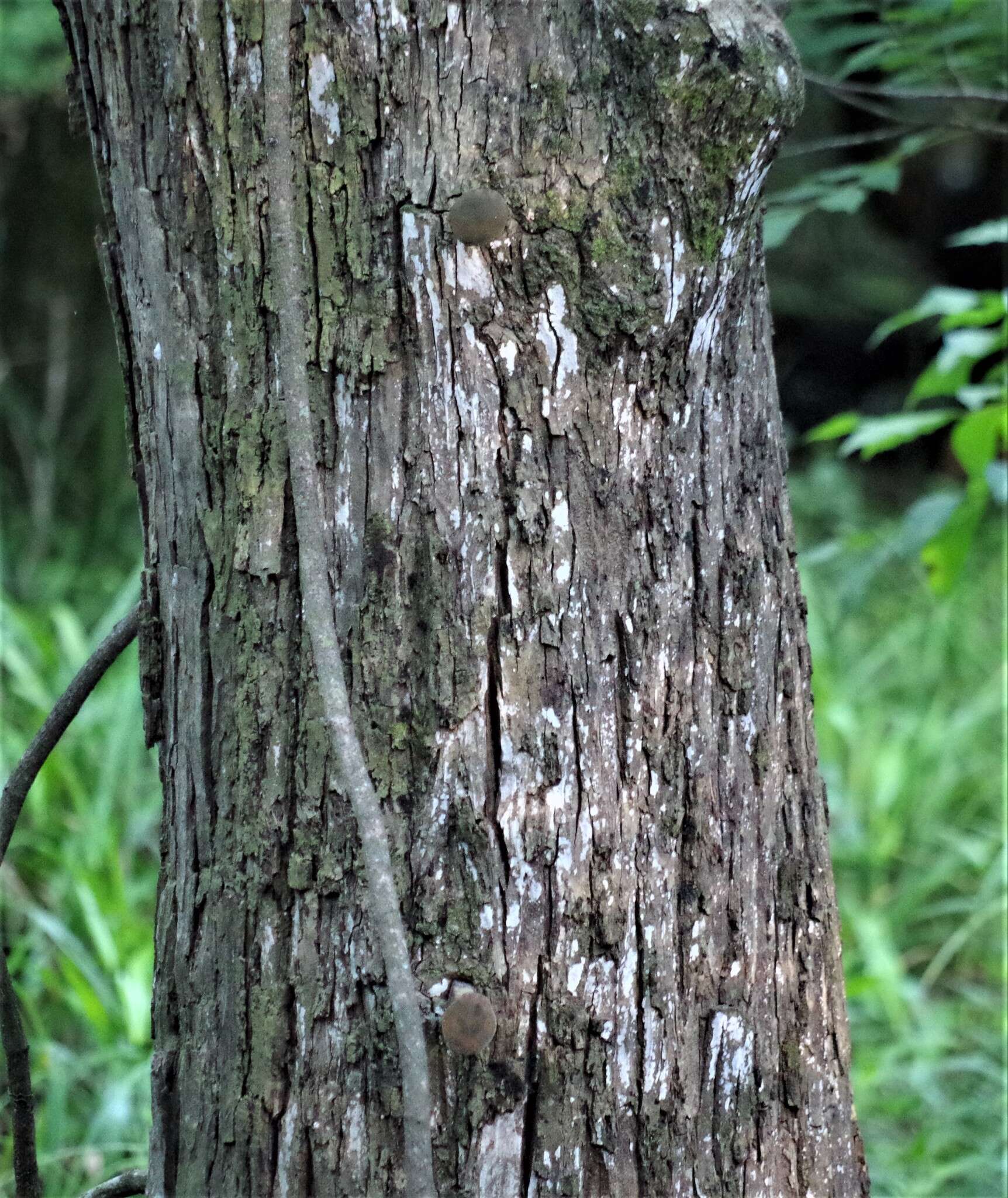 Image of water hickory