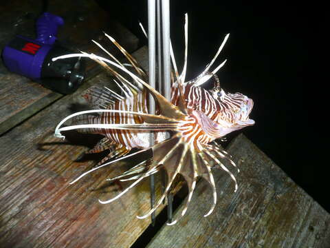 Image of Common lionfish