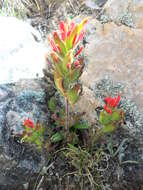 Image of Castilleja nubigena Kunth