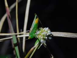 Слика од Conocephalus (Anisoptera) cinereus Thunberg 1815