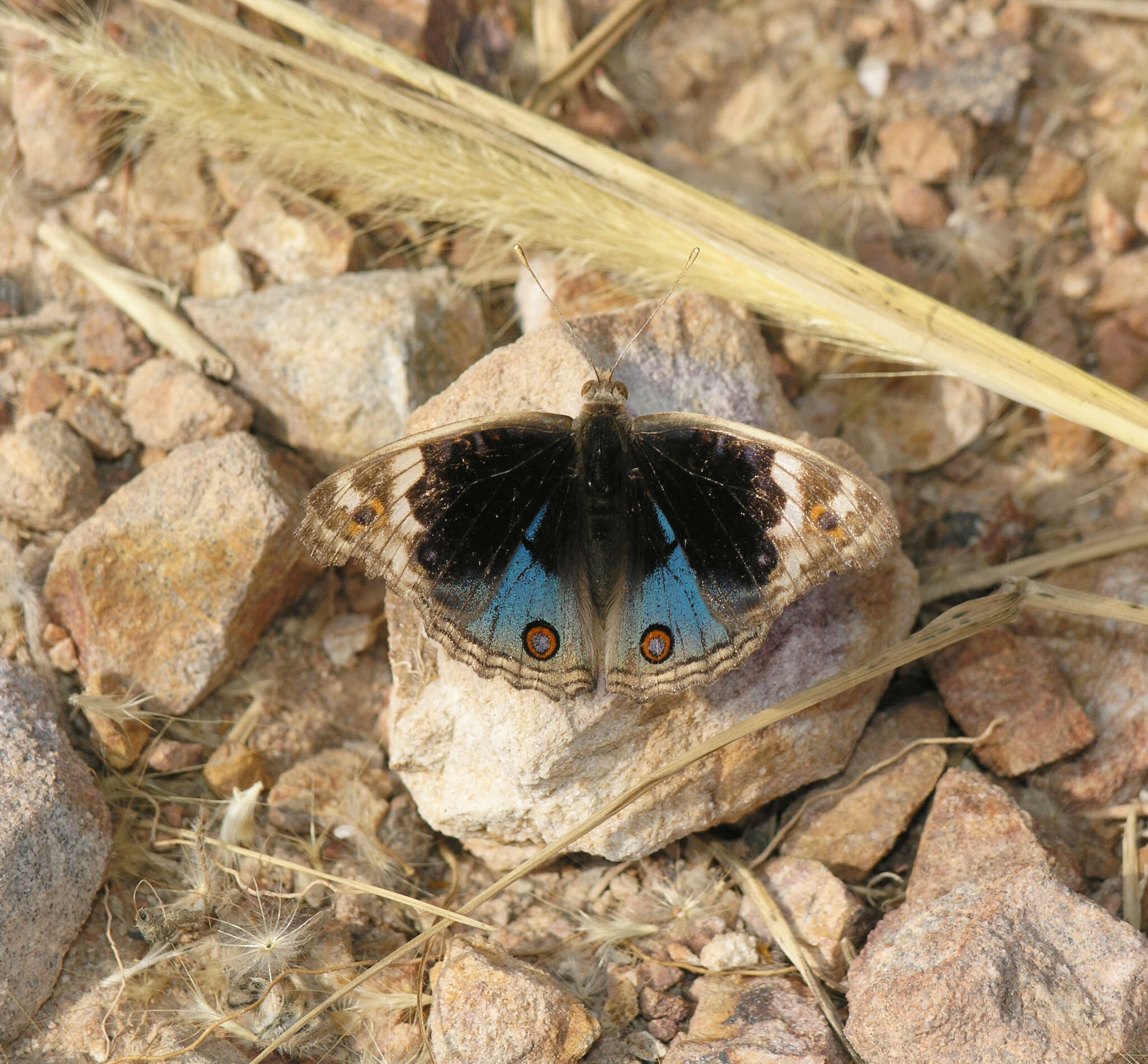 Image of Junonia orithya ocyale Hübner (1816)