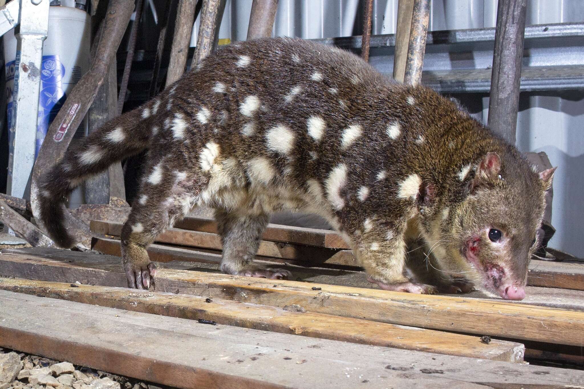 Image of quoll