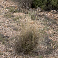 Image of Aristida nitidula (Henrard) S. T. Blake