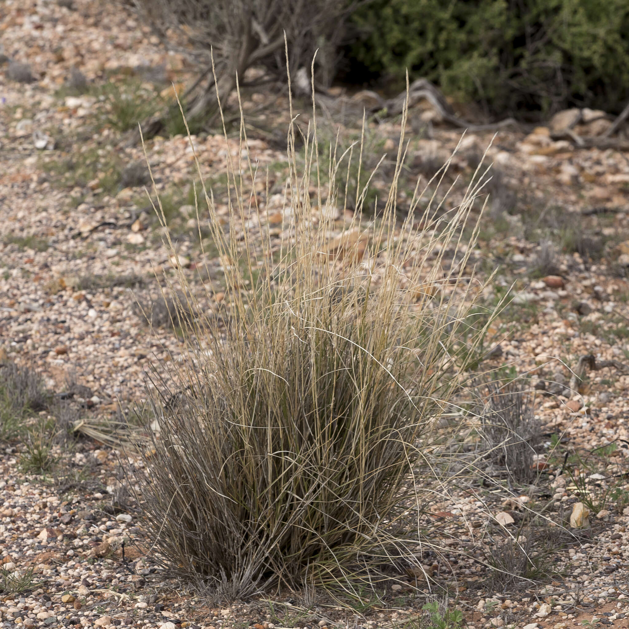 Image of Aristida nitidula (Henrard) S. T. Blake