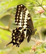 Image of Emperor Swallowtail