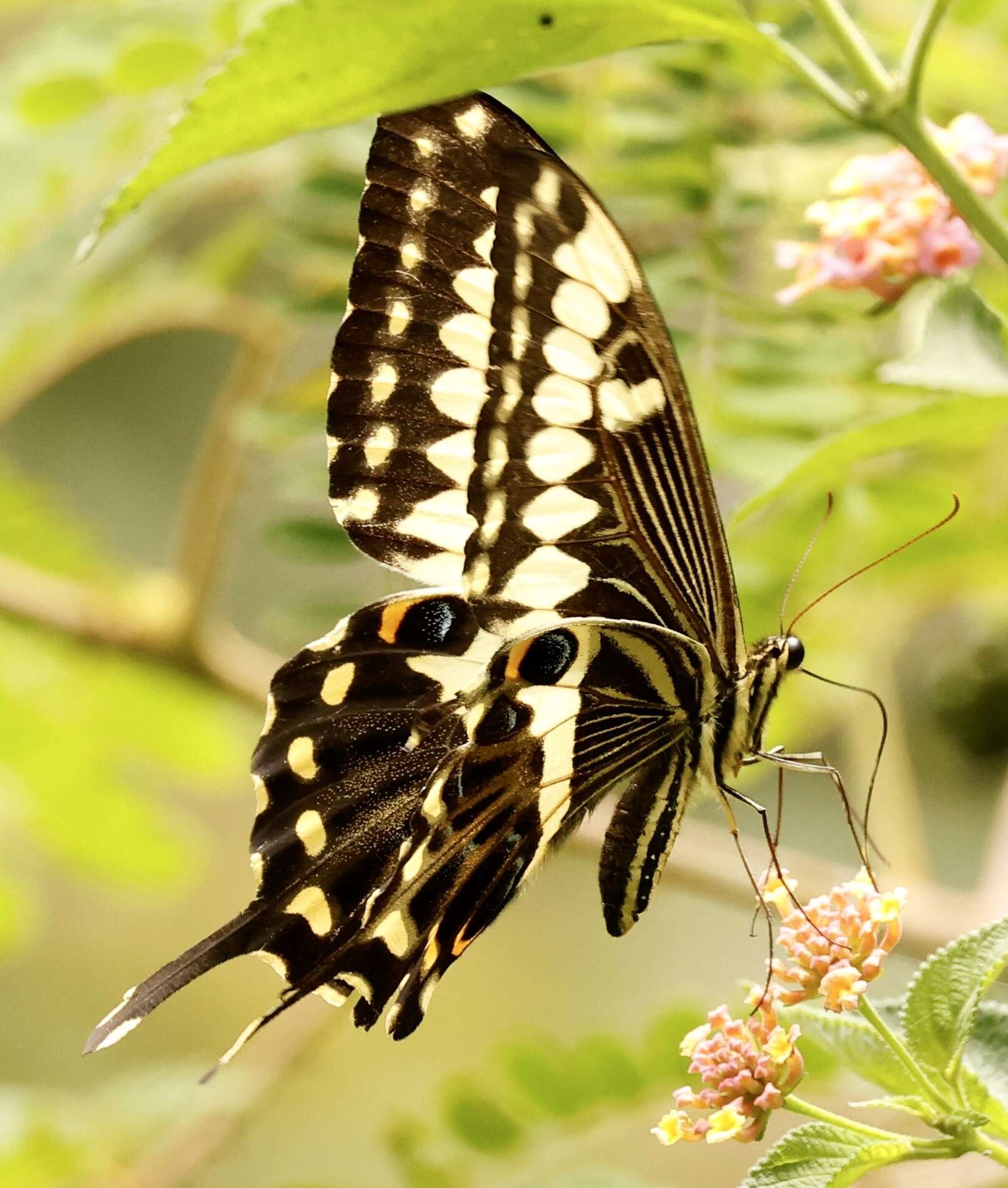 Sivun Papilio ophidicephalus Oberthür 1878 kuva