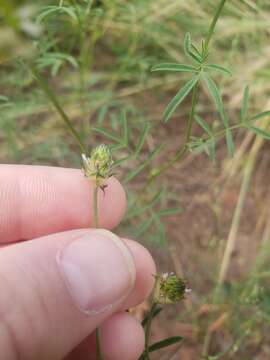 Image of sixweeks prairie clover