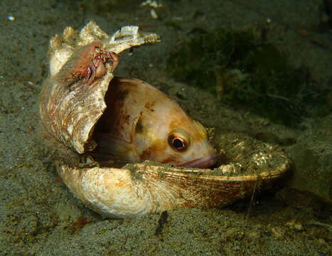 Image of Brown rockfish