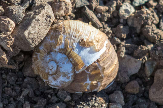 Image of Green Garden Snail