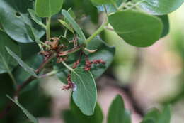 Imagem de Arctostaphylos patula subsp. patula