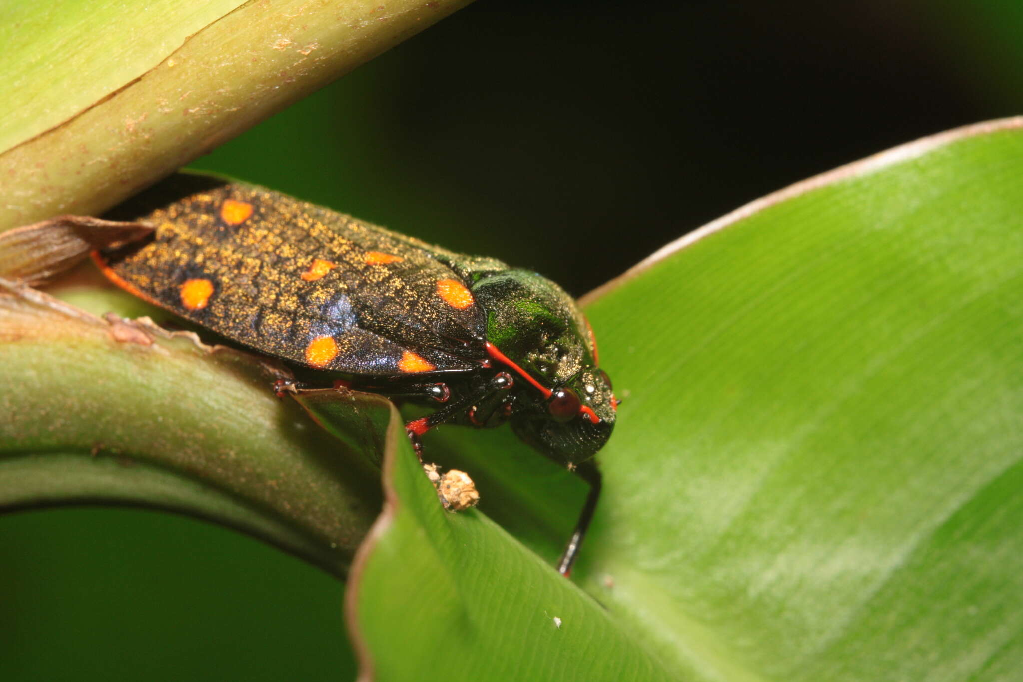 Imagem de Mahanarva (Mahanarva) costaricensis (Distant 1879)