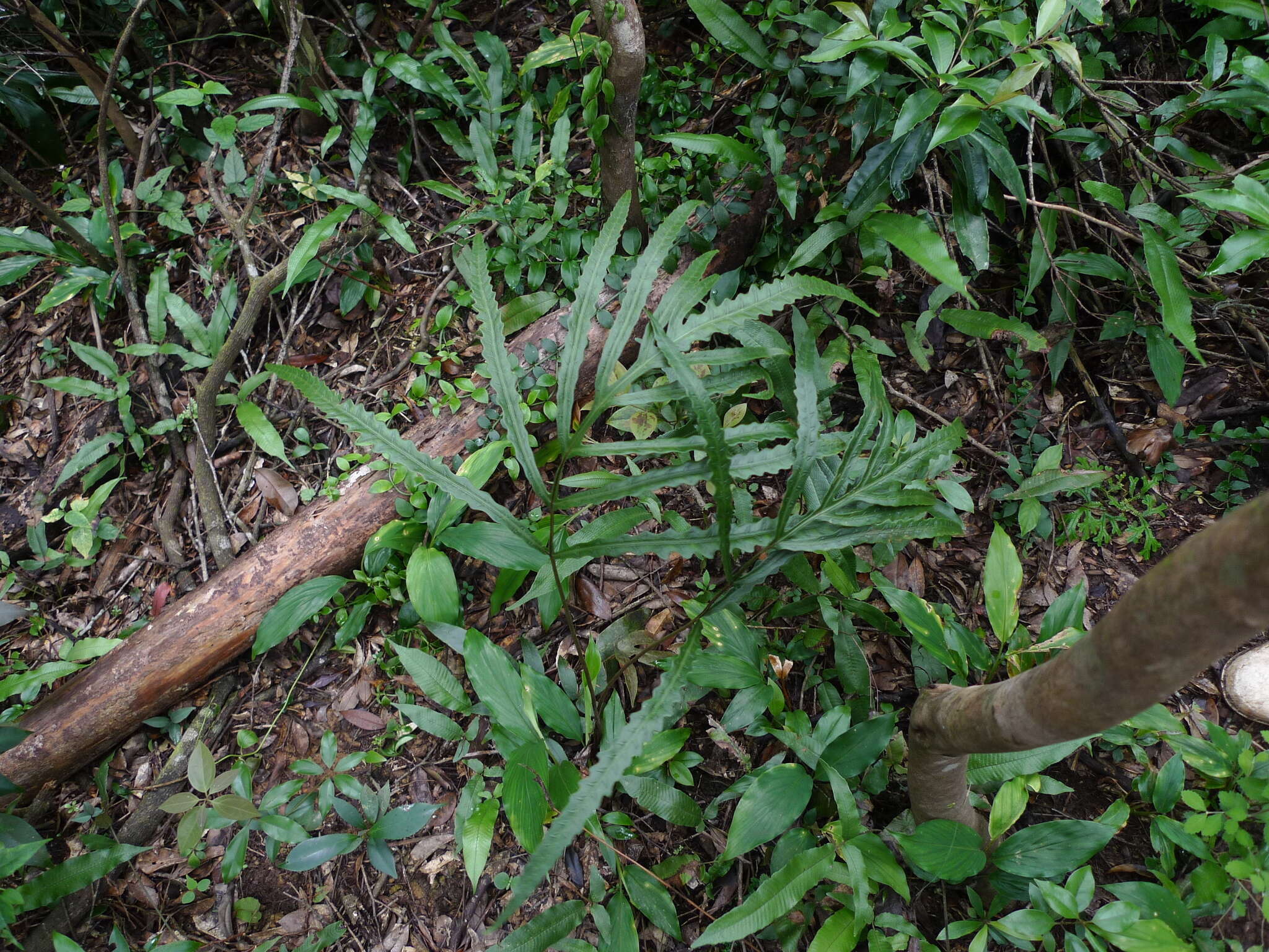 Image of Woodwardia harlandii Hook.