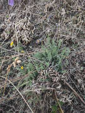 Image of Oxytropis coerulea (Pall.) DC.