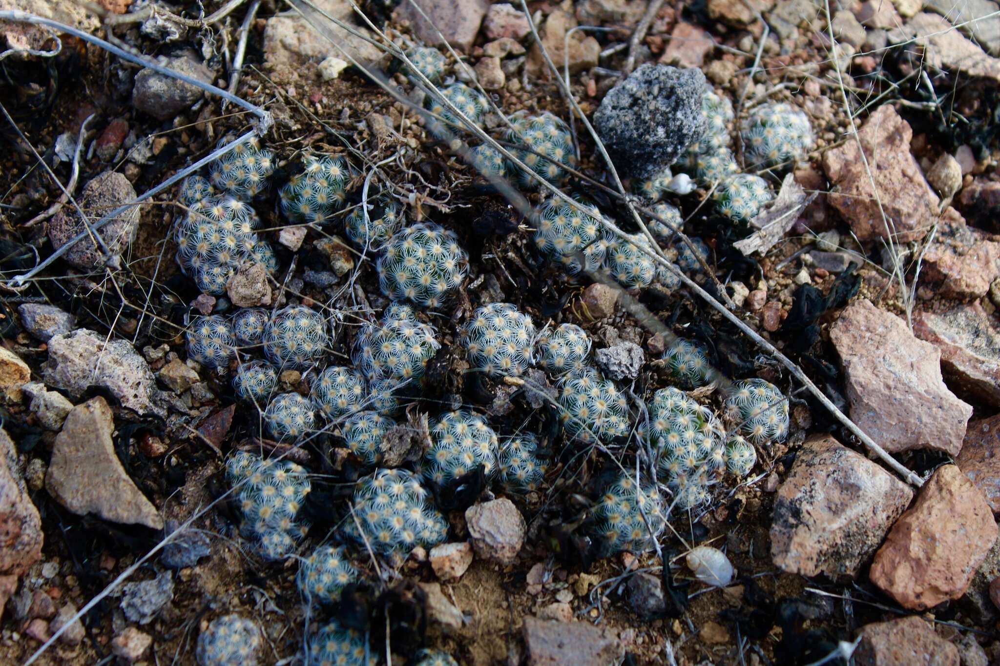 Image of Mammillaria saboae subsp. haudeana (A. B. Lau & K. Wagner) D. R. Hunt