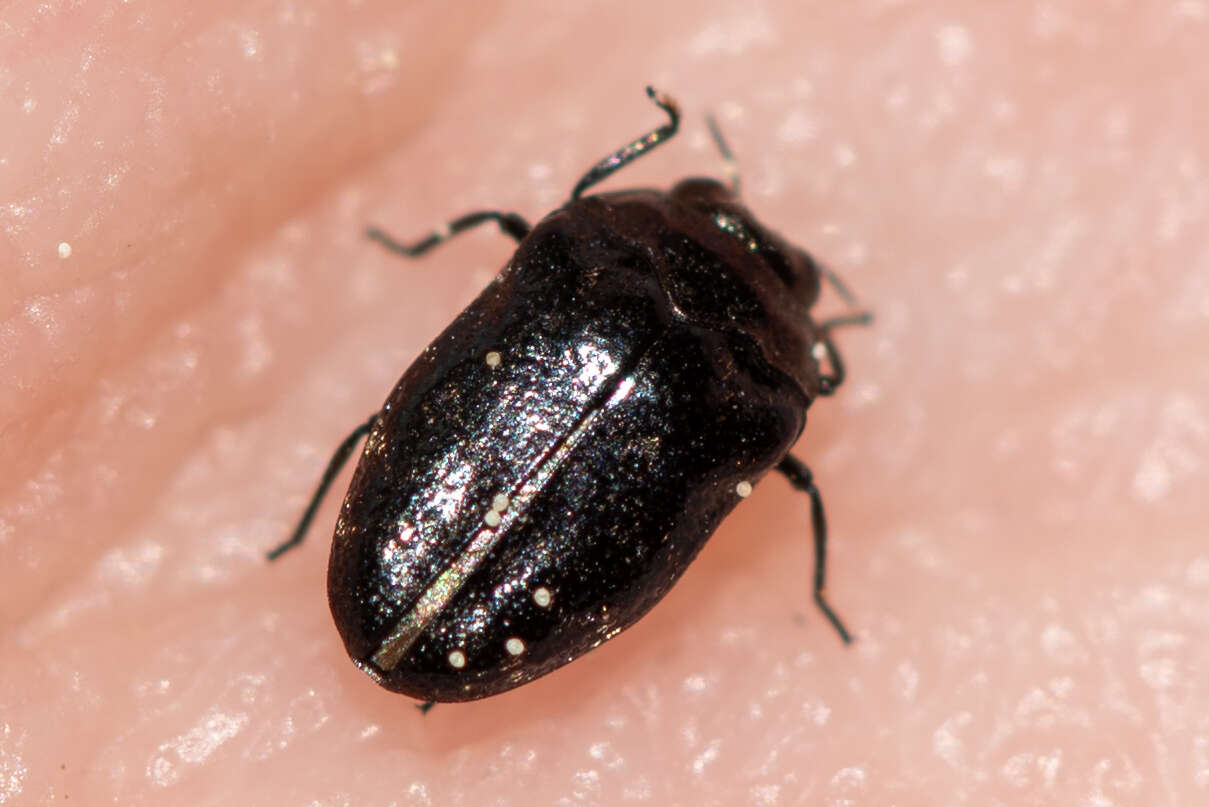 Image of Metallic wood-boring beetle