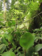 Peperomia obtusifolia (L.) A. Dietr. resmi