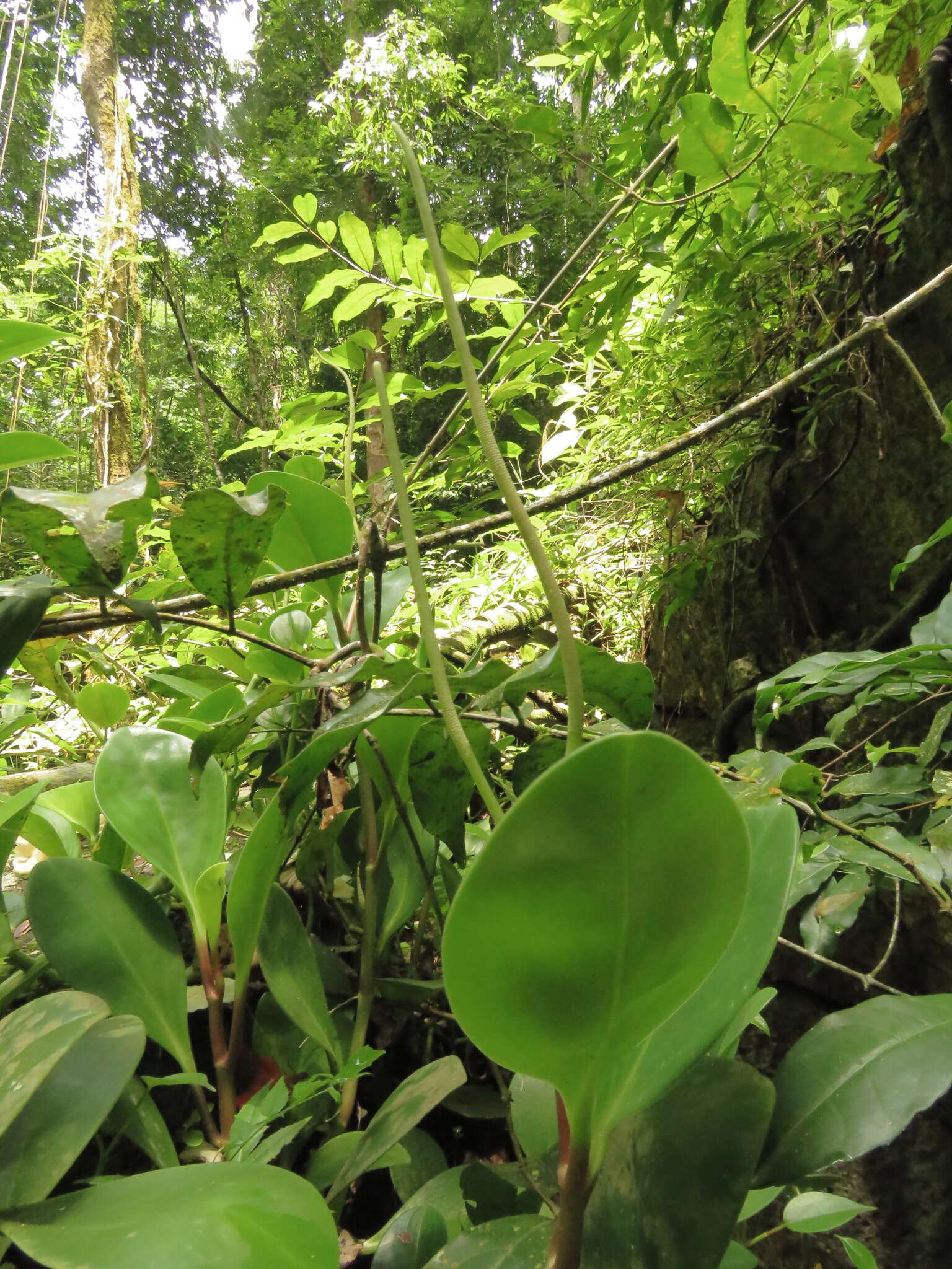 Peperomia obtusifolia (L.) A. Dietr. resmi