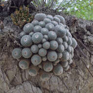 Image of Mammillaria geminispina Haw.