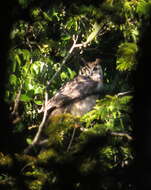 Image of Yucatán Great Horned Owl