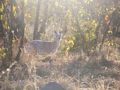 Image of Sharpe's Grysbok