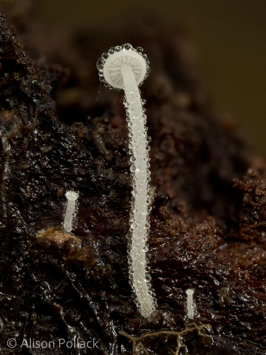 Image of Hemimycena tortuosa (P. D. Orton) Redhead 1980