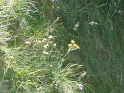 Imagem de Tephroseris integrifolia subsp. maritima (Syme) B. Nord.