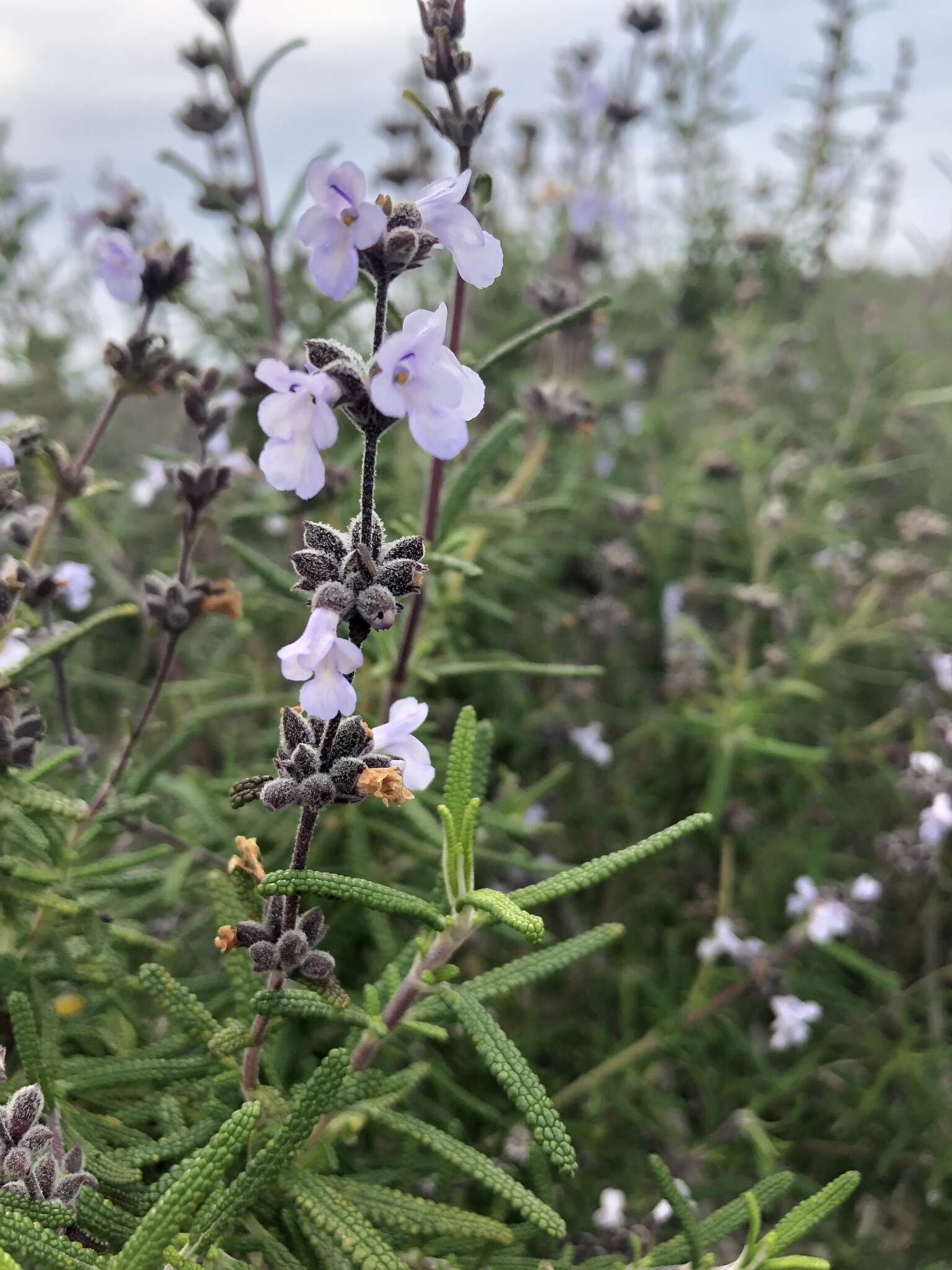 Imagem de Salvia brandegeei Munz