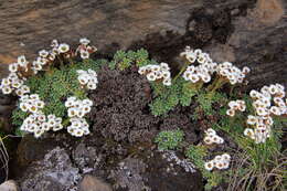 Sivun Saxifraga andersonii Engl. kuva