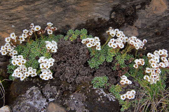 Plancia ëd Saxifraga andersonii Engl.