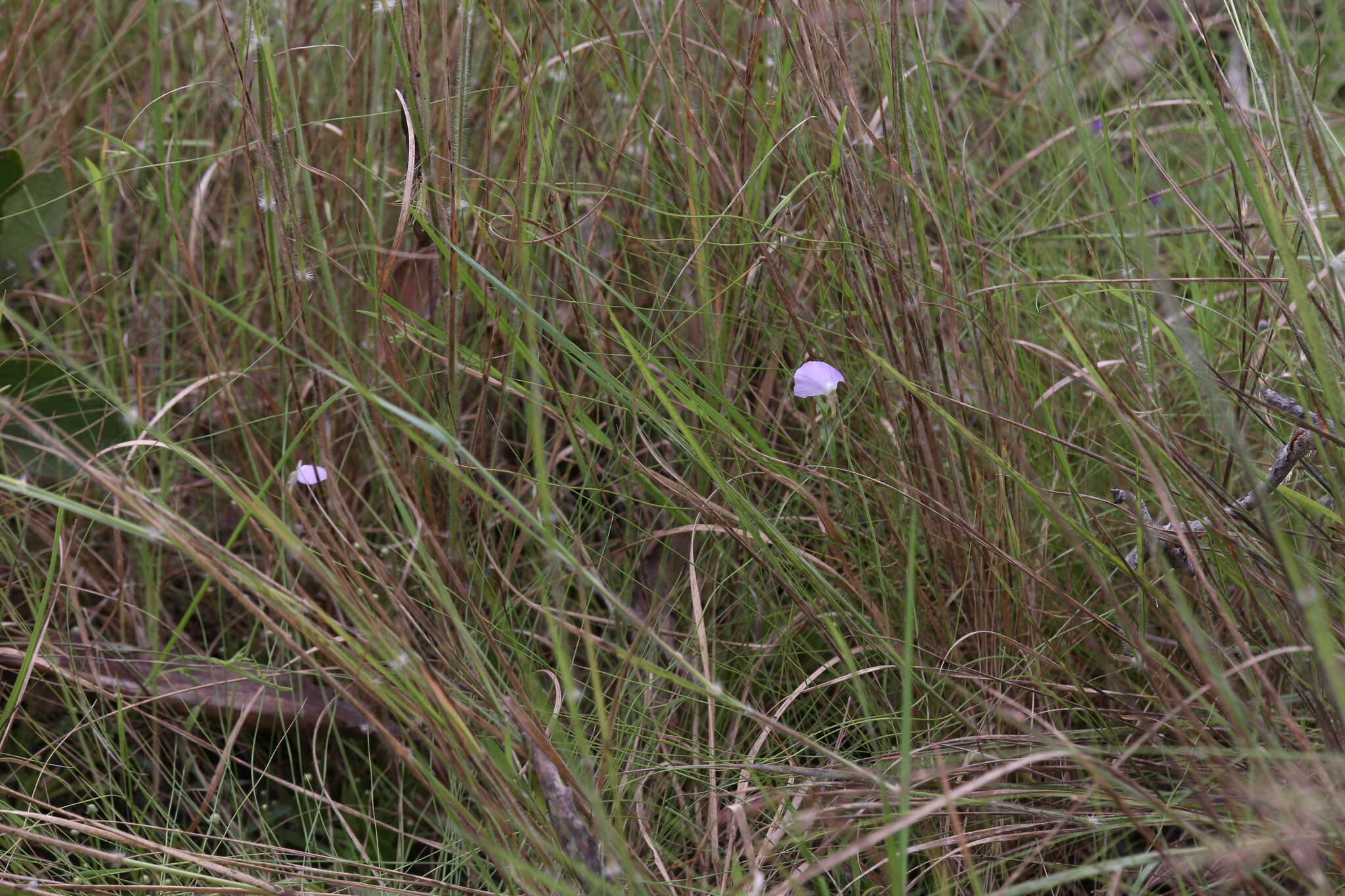 Image of Utricularia terrae-reginae P. Taylor