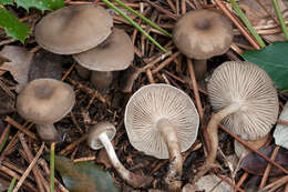 Image of Clitocybe metachroa (Fr.) P. Kumm. 1871