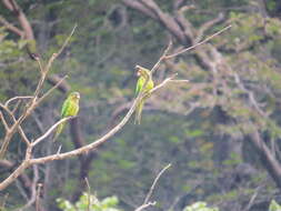 Image of Eupsittula Bonaparte 1853