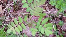 Image de Sumac vinaigrier