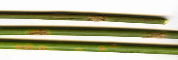 Image of Puccinia cancellata (Durieu & Mont.) Sacc. & Roum. 1881