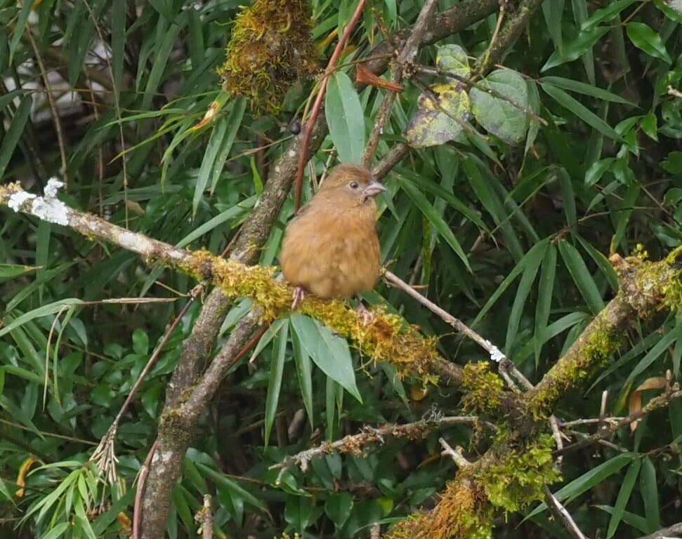 Image of Slaty Bunting