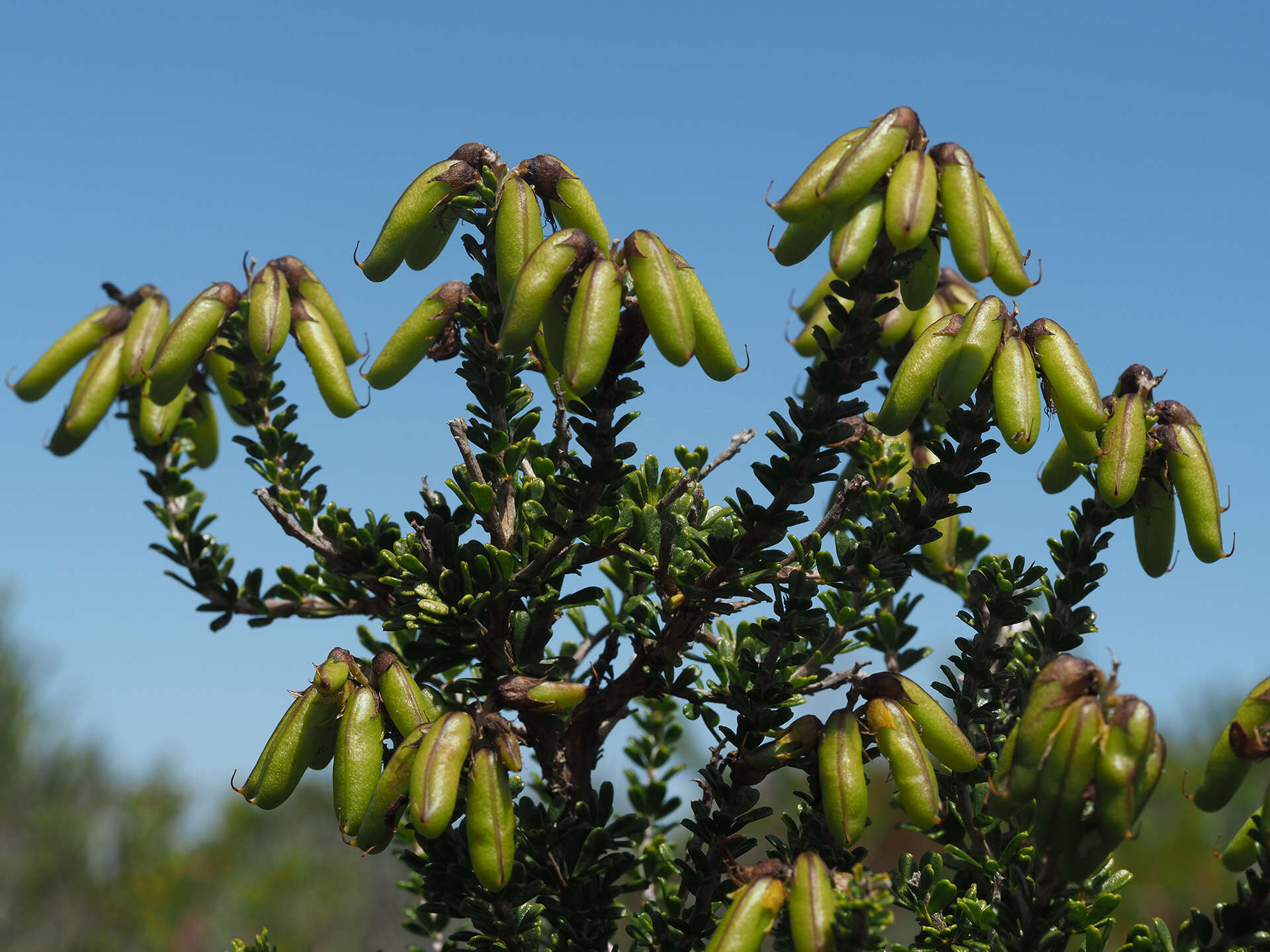 Image of <i>Wiborgiella sessilifolia</i>