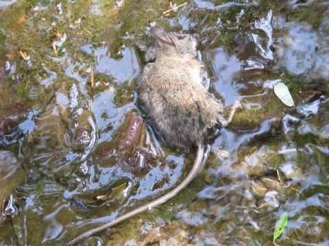 Image of Deer Mouse