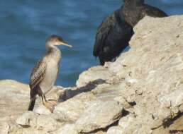 Image of <i>Gulosus aristotelis</i>