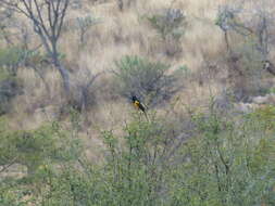 Image of Black-vented Oriole