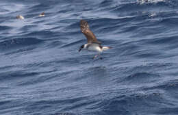 Image of Black-capped Petrel