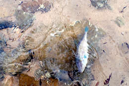 Image of Blue-finned leatherjacket