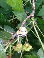 Image of Brown Lipped Snail