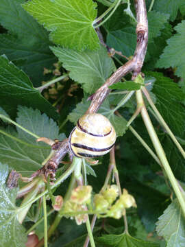 Image of Brown Lipped Snail