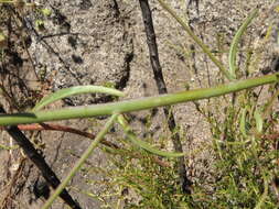 Image of Coulter's snapdragon