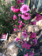 Слика од Penstemon parryi A. Gray