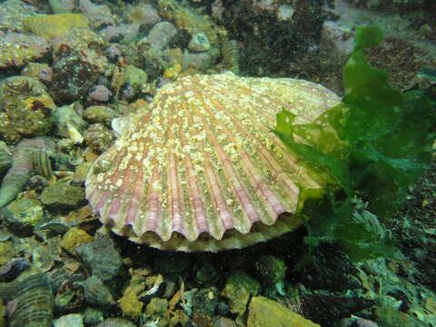 Image of Peruvian scallop