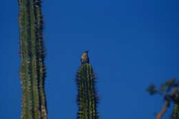 Image of Veracruz Wren